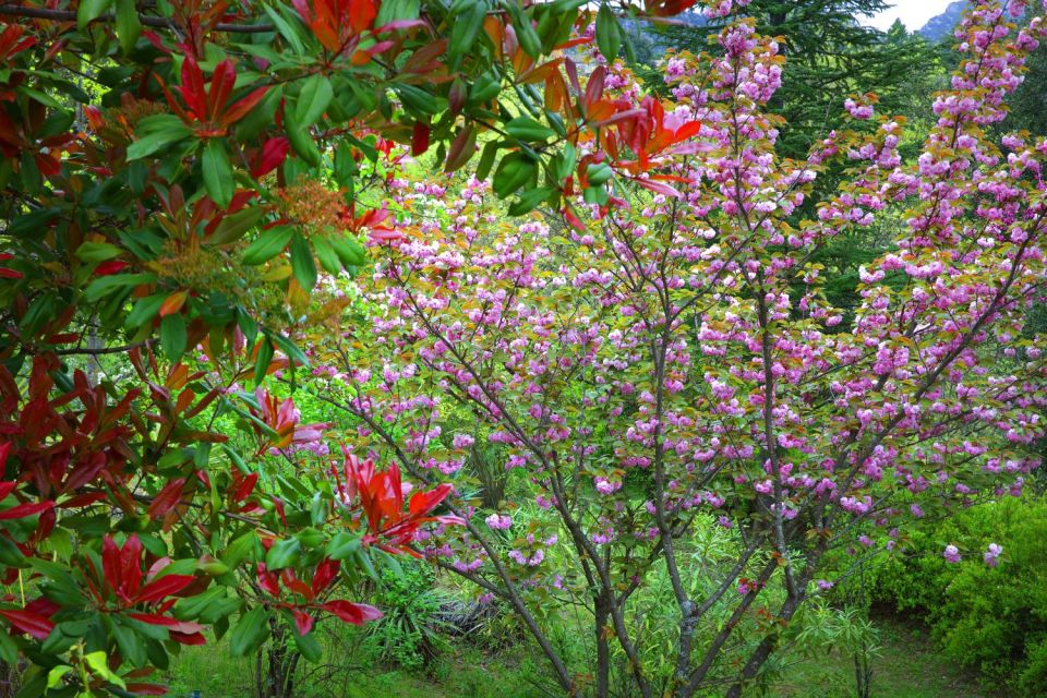 Cerisier du Japon et Photinia à Anduze