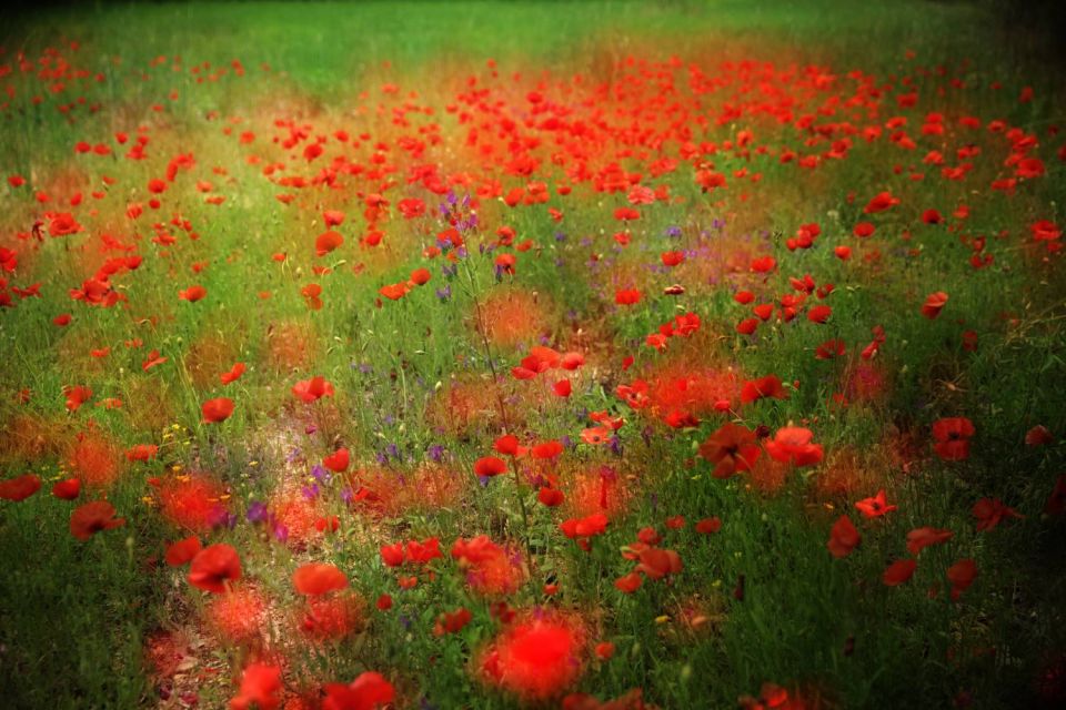 Champ de coquelicots