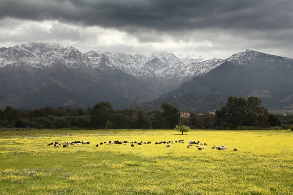 Pré de fleurs jaunes et montagnes