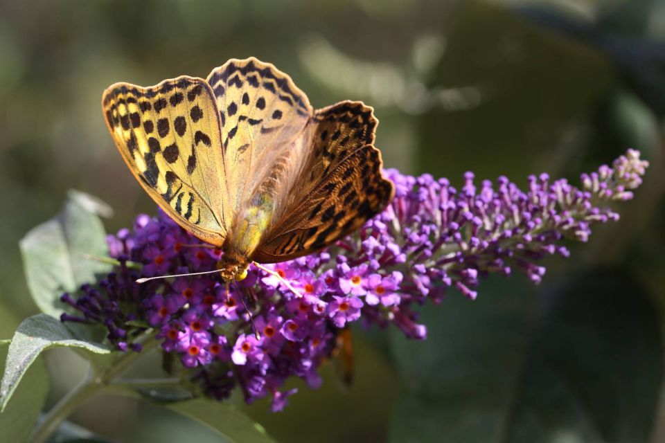 Papillon et buddleia