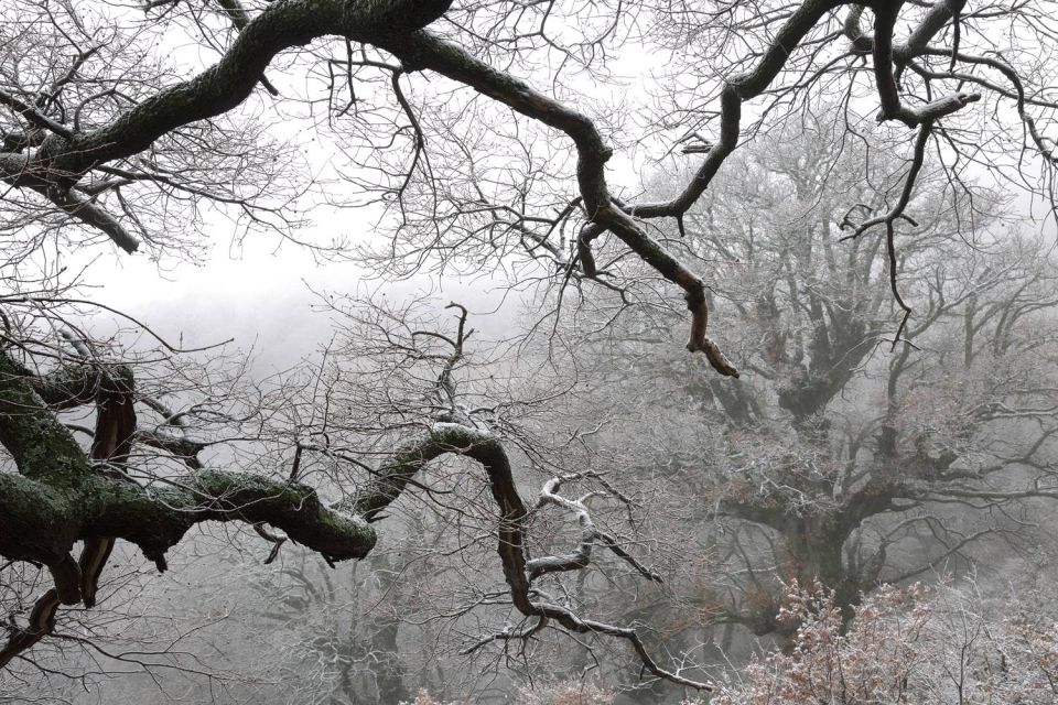 Arbres sous la neige - 2