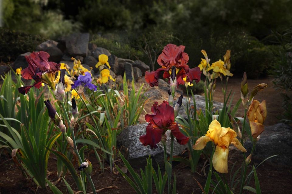 Iris au Parc de Saleccia