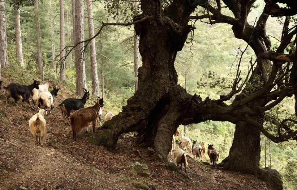 Chèvres sous le chêne vert - Haute Corse