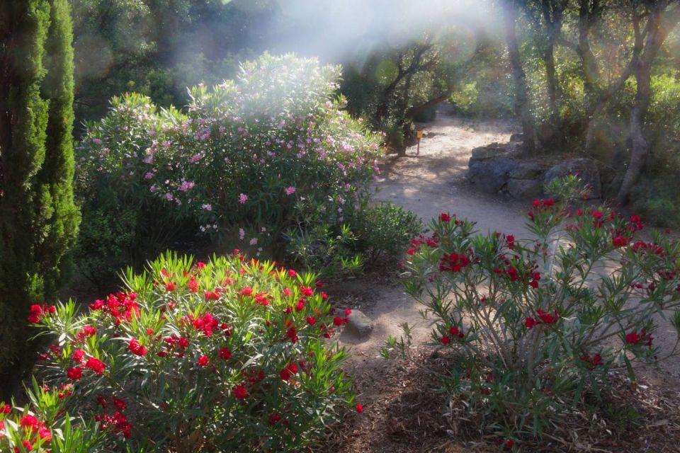 Parc de Saleccia - lauriers roses