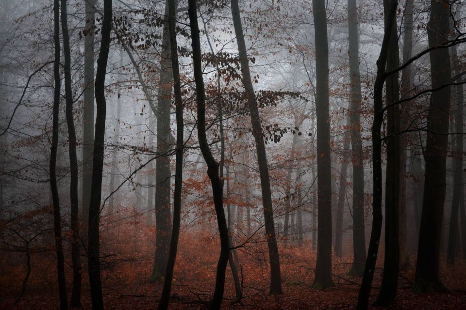 Forêt Noire vers Bettingen