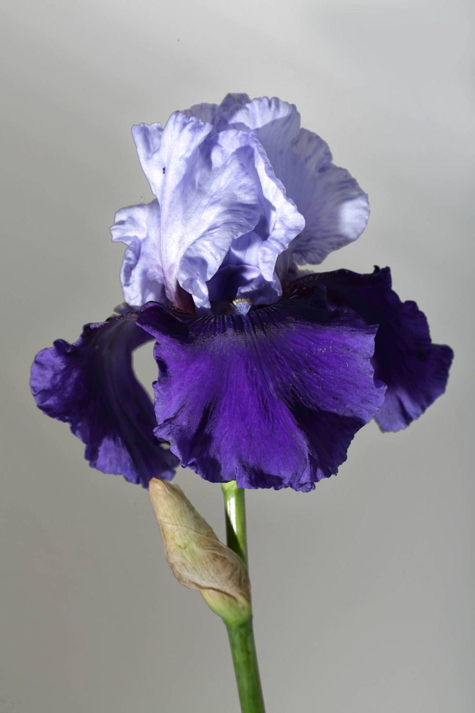 Iris mauve et blanc