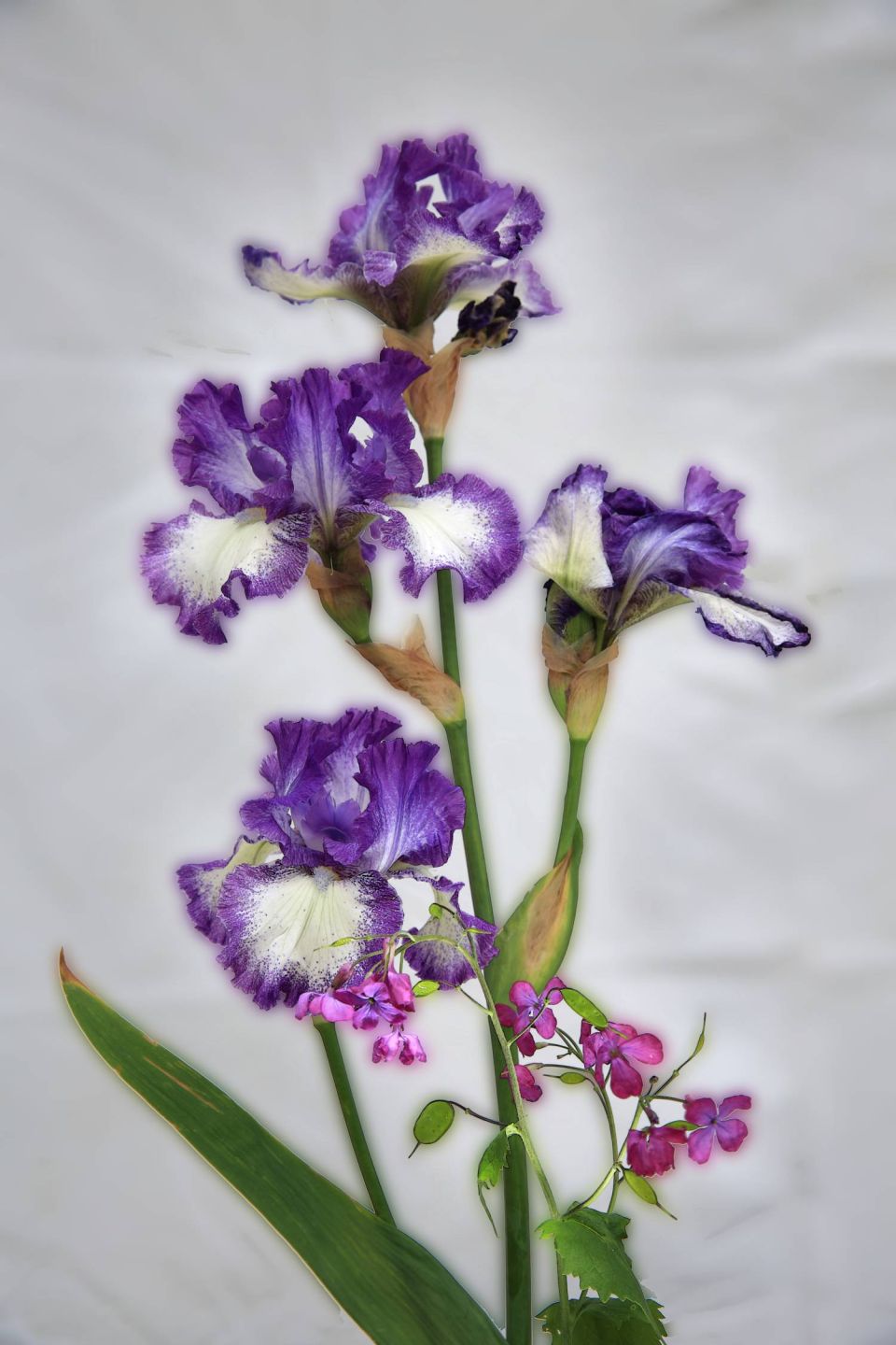 Bouquets d'iris et autres fleurs