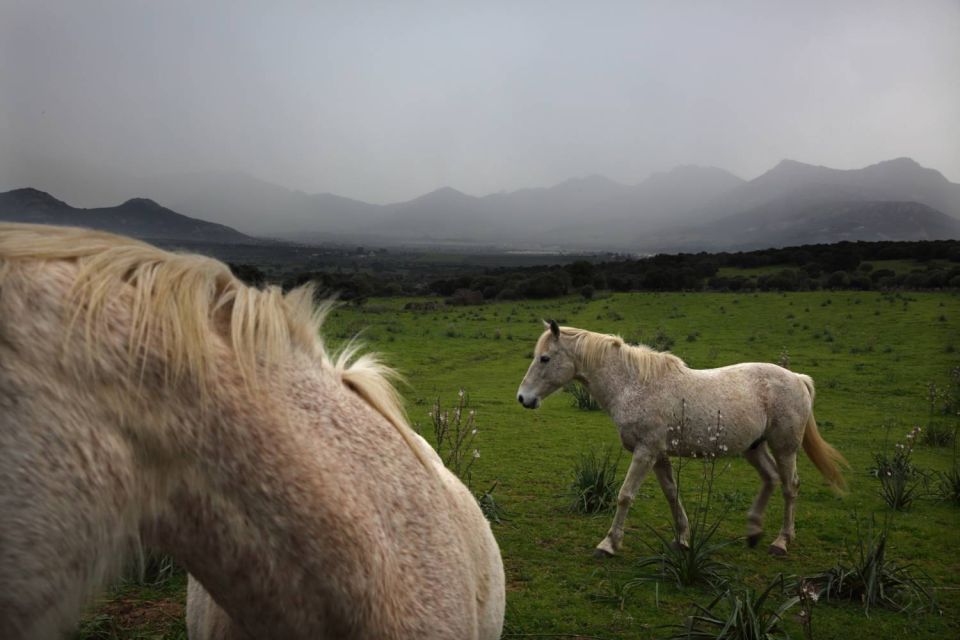 Chevaux blancs à Lumio