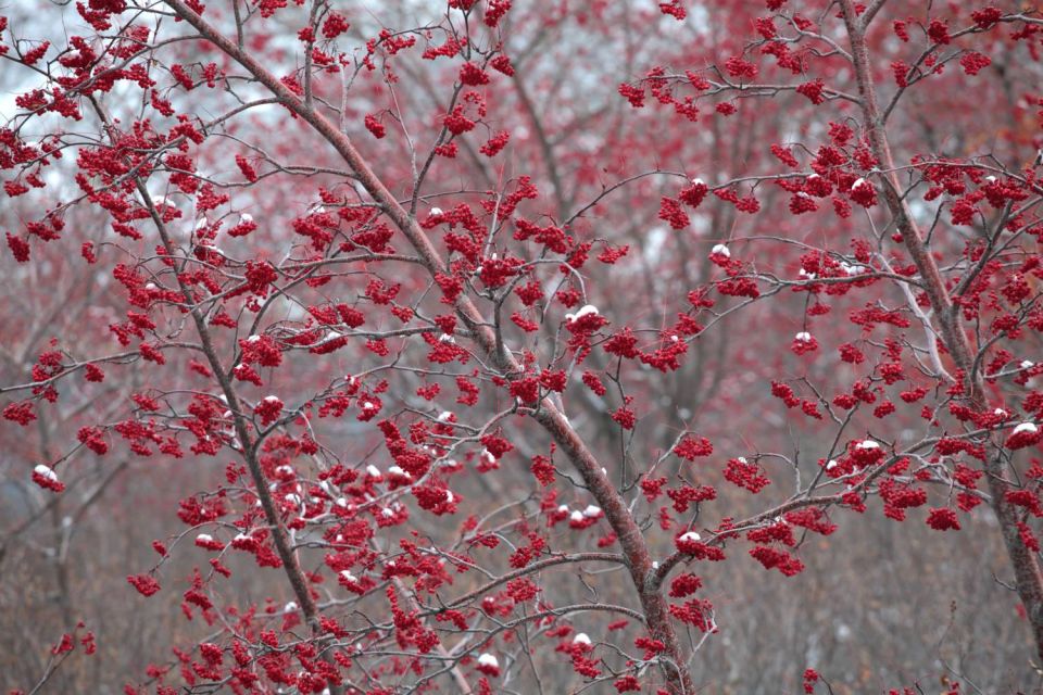 Sorbiers en hiver dans la Restonica - 2