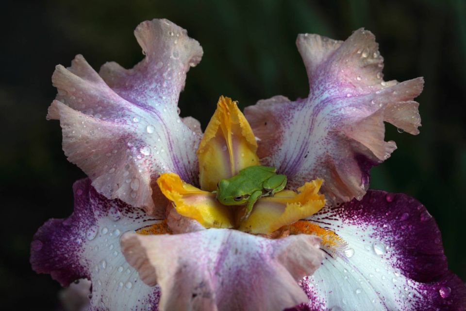 Iris et grenouille