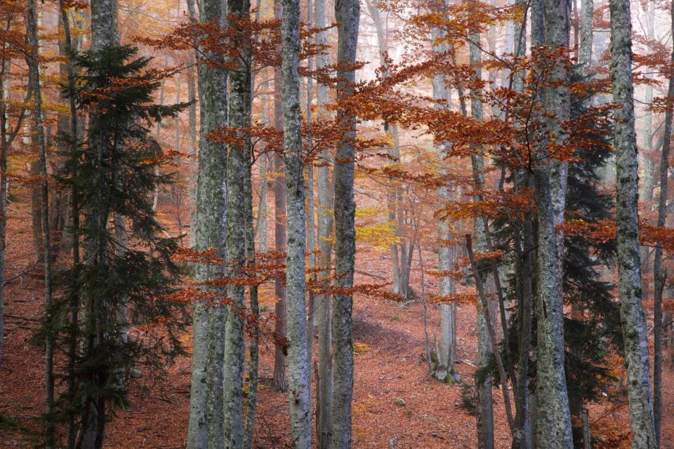 Hêtres et Sapins au col de Verde - Corse