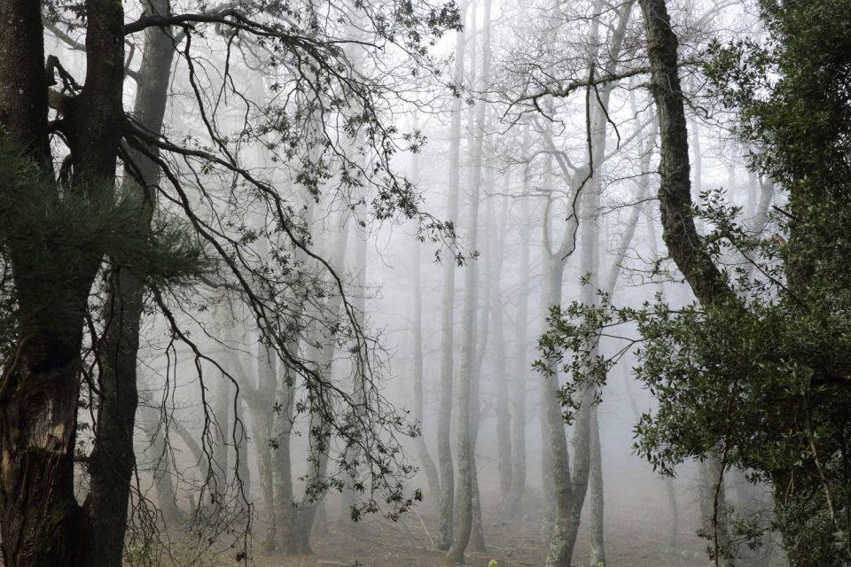 Forêt de Hêtres dans la brume au San Petrone