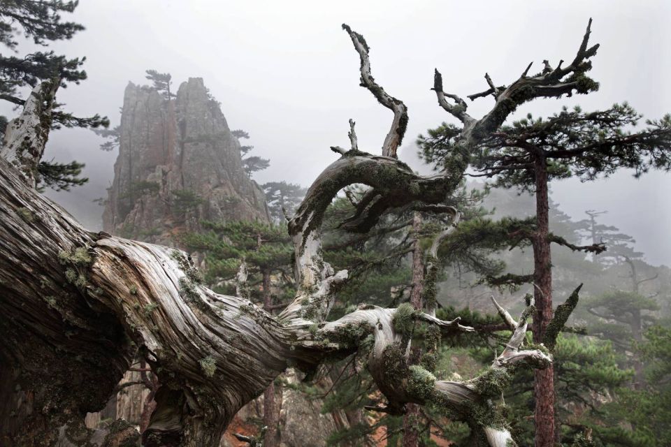 Pins et rochers dans la brume à Bavella - 2