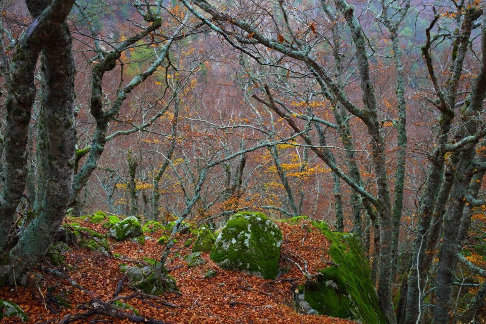 Forêt au col de Verde - Corse