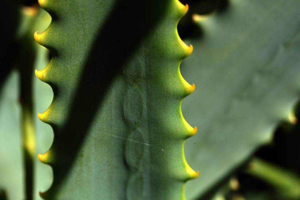 Feuille d'aloes