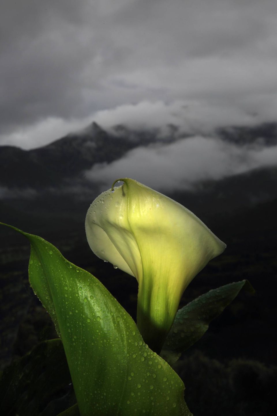 Arum et nuages