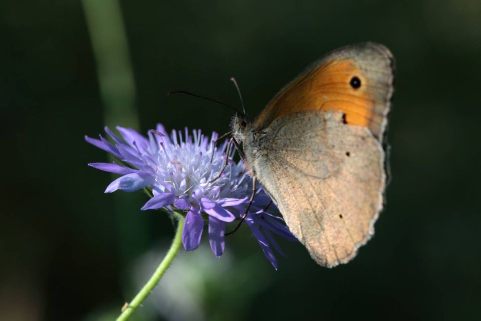 Papillon et fleur