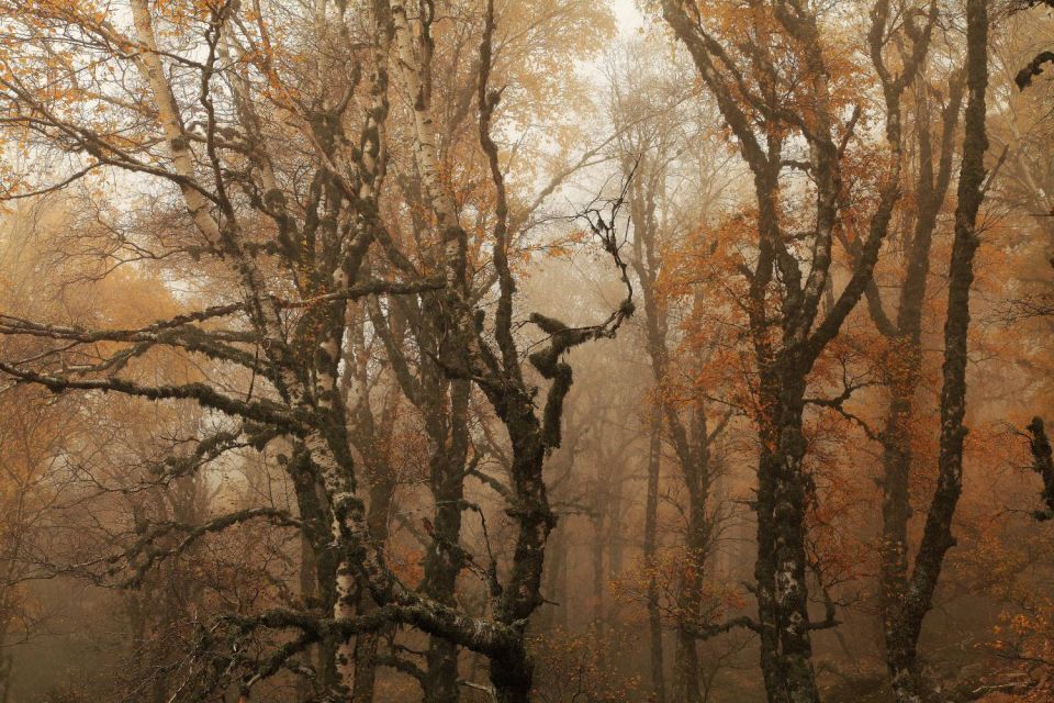 Bouleaux dans la brume d'automne au col de Verghio - 1