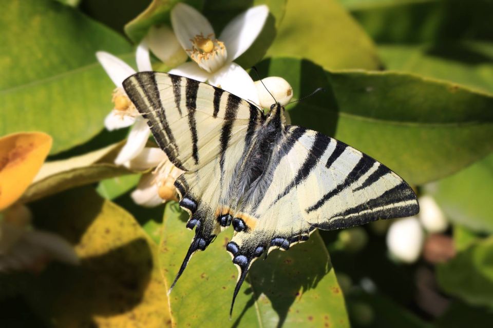 Papillon et citronnier