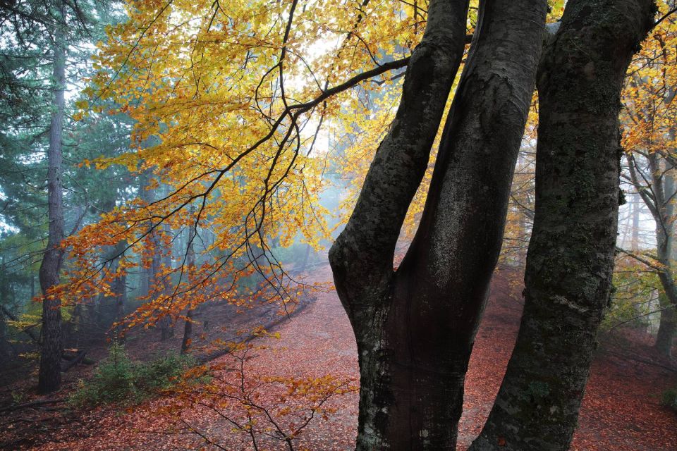 Dans la forêt du San Petrone - 6