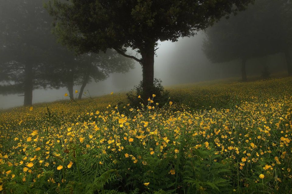 Forêt du San Petrone en Castagniccia