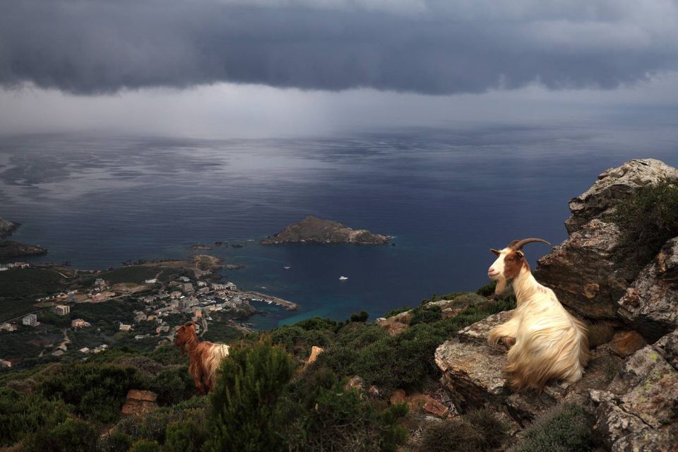 Chèvres et ciel noir à Centuri - Cap Corse