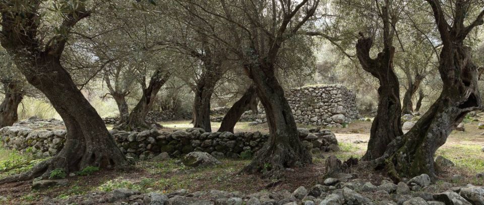 Oliviers à Nessa