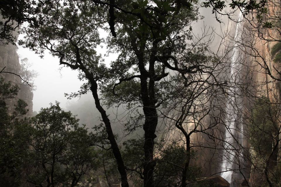 Piscia di Gallu - forêt de l'Ospedale