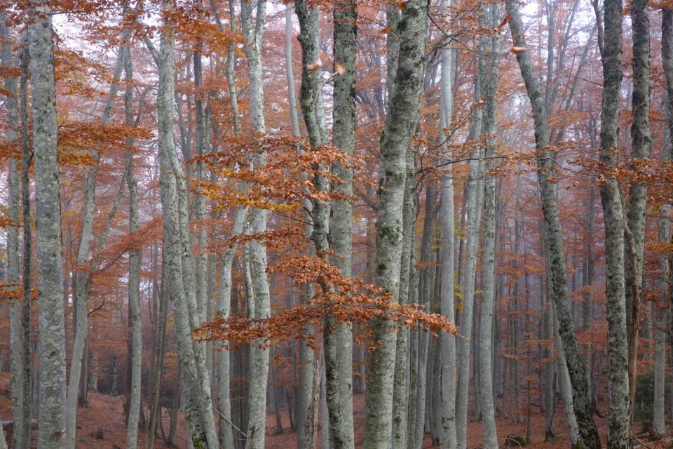 Hêtres dans la brume au col de Verde - 1