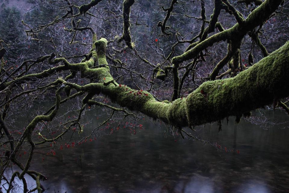 Arbre moussu dans les Vosges