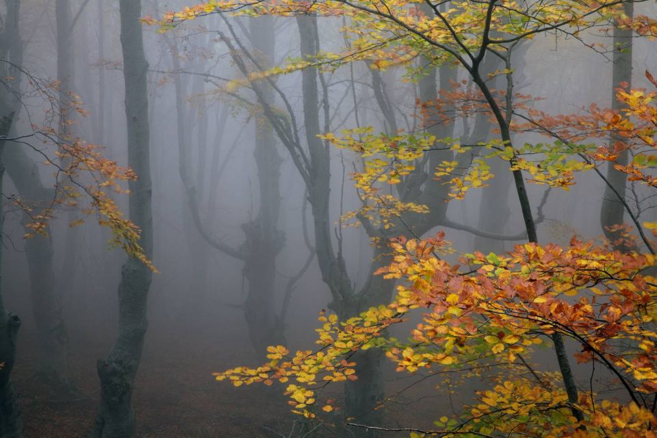 Forêt du San Petrone