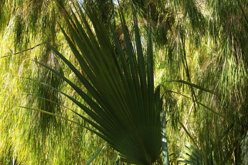 Jardin du Rayol Canadel - Côte d'Azur