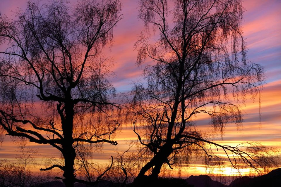 Bouleaux et lumières du soir