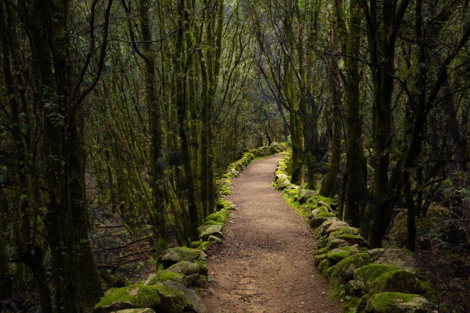 Chemin et chênes verts à Cucuruzzu