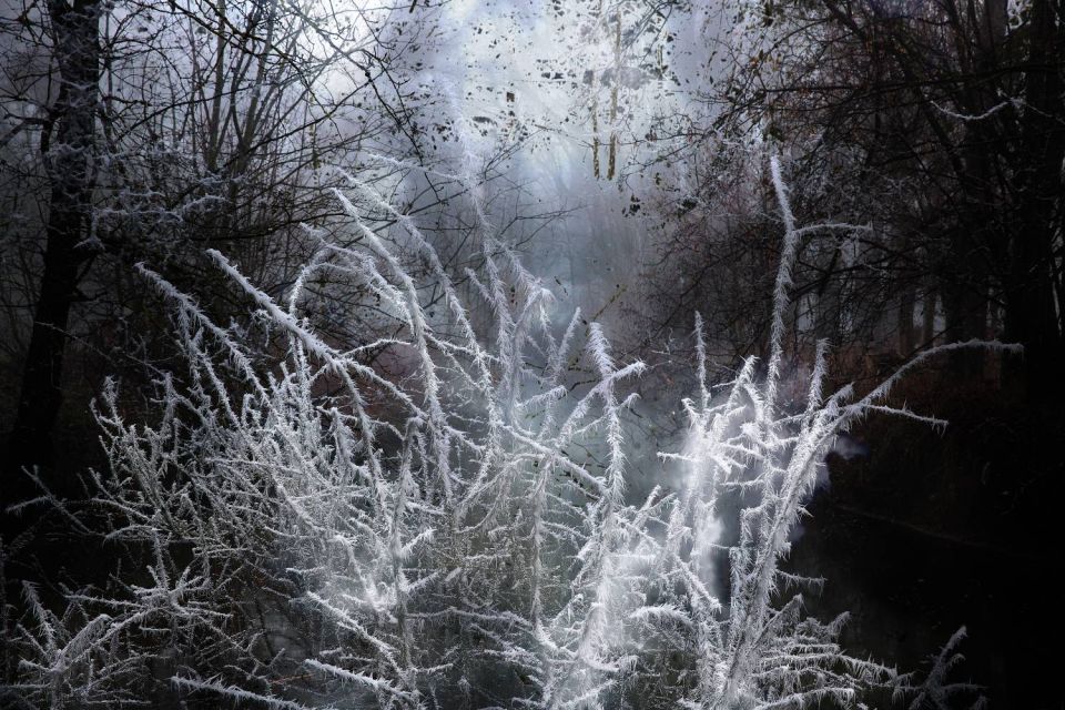 Forêt et givre lumineux