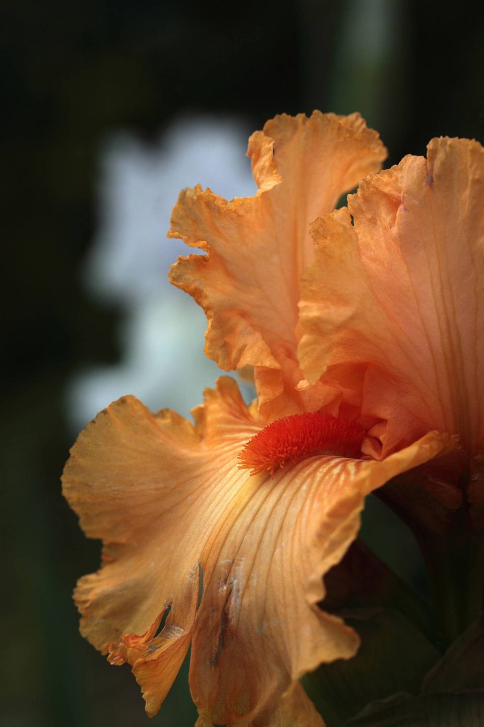 Iris orange