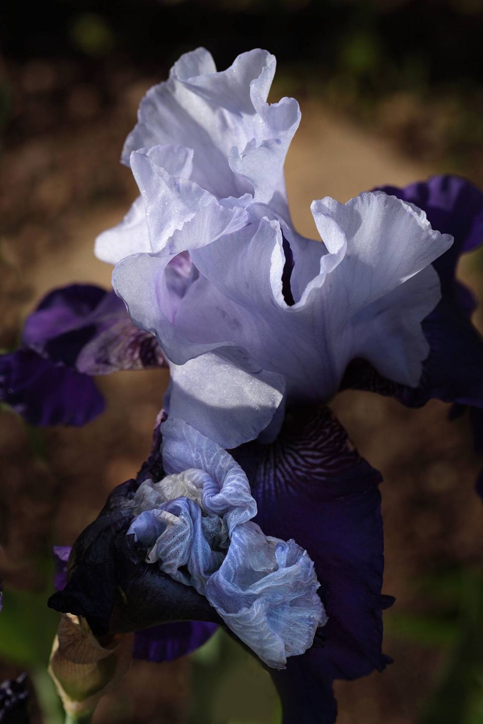 Iris bleu