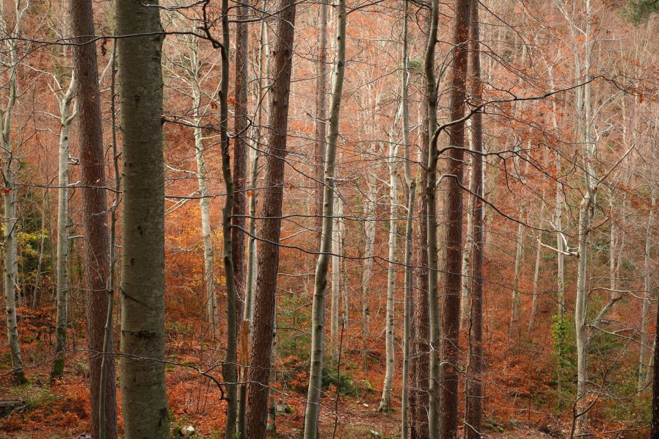 Forêt de Vizzavona en automne - 1