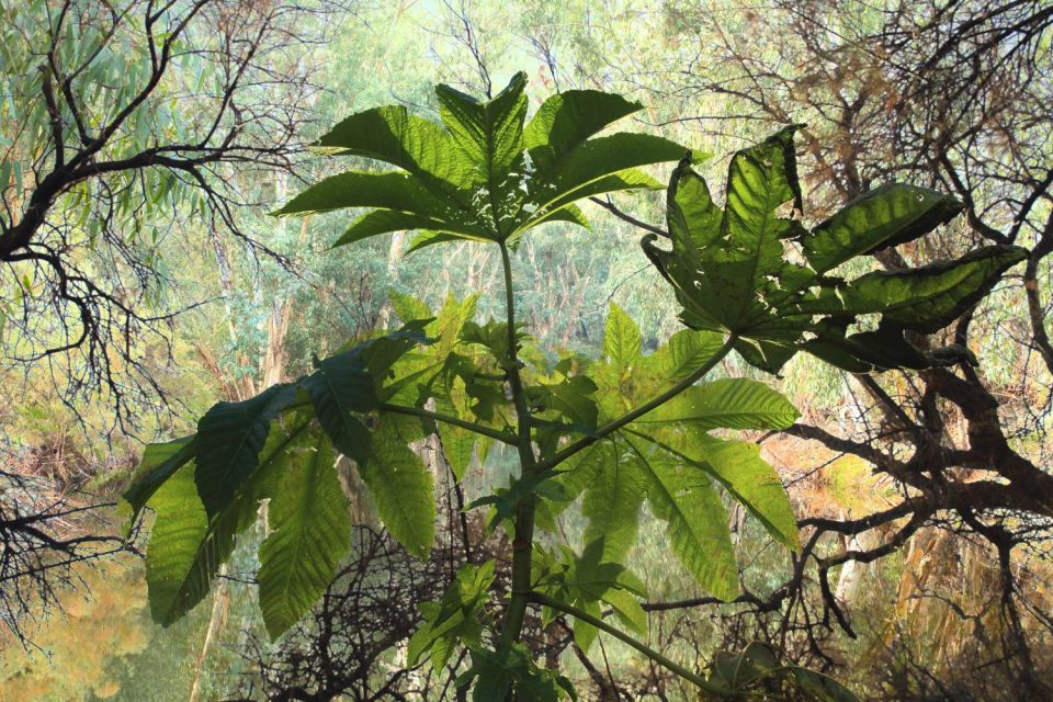 Feuilles de ricin dans la forêt