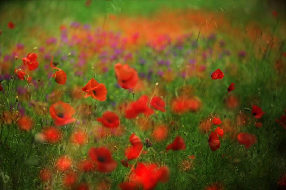 Champ de coquelicots