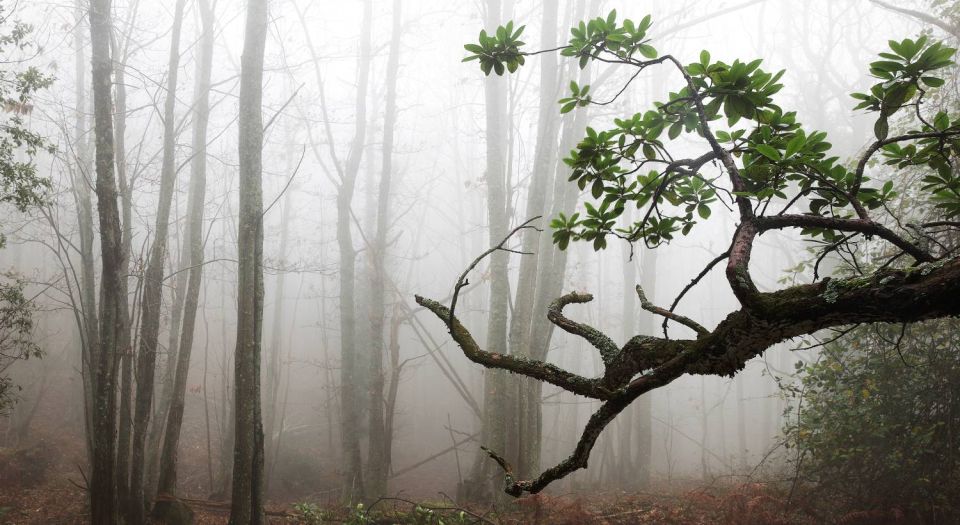 Dans la forêt Rutali