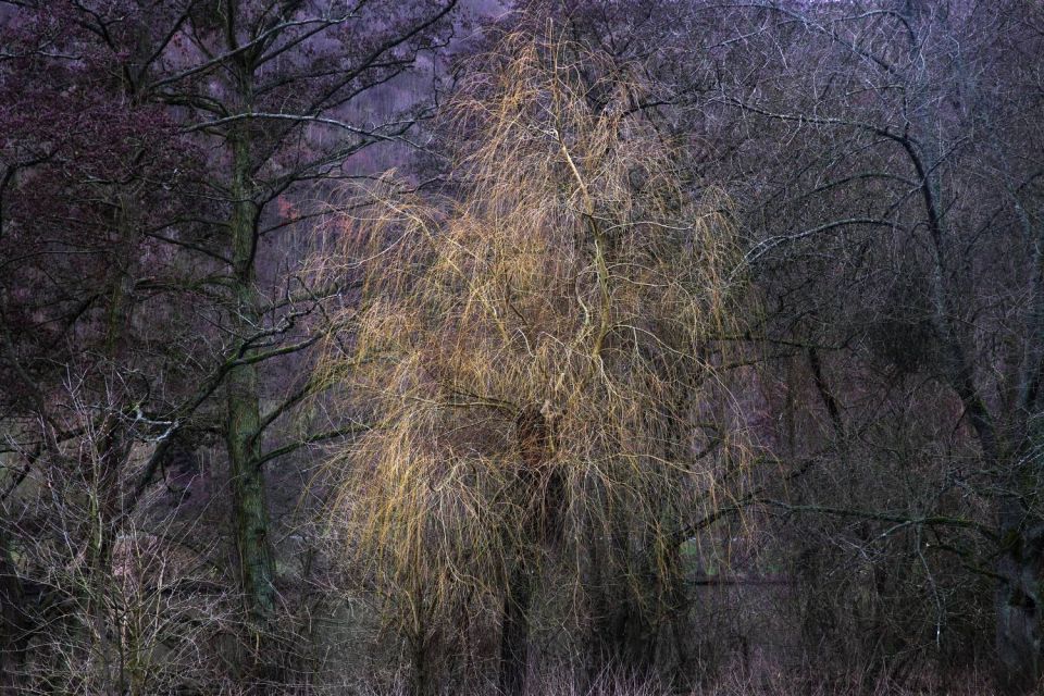 Grand Saule dans la Forêt Noire - Allemagne