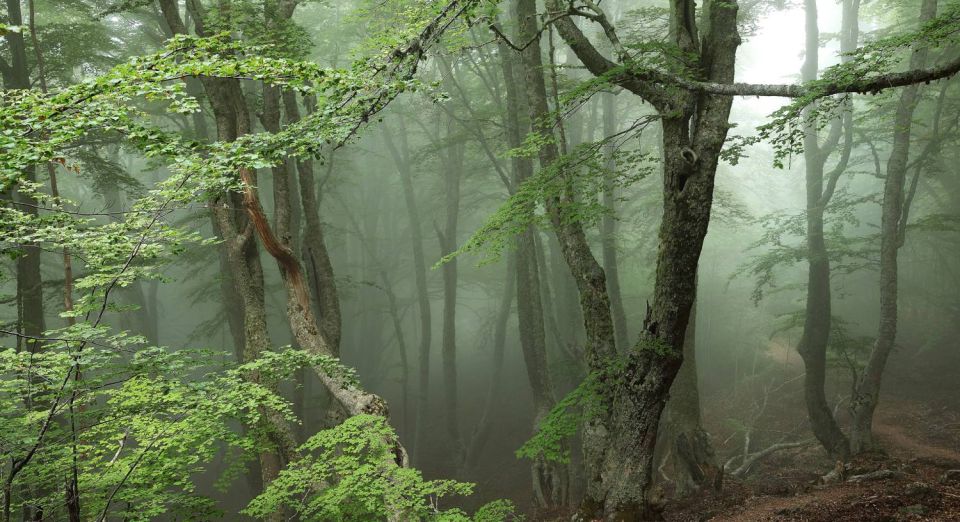 Forêt du San Petrone en Castagniccia au printemps