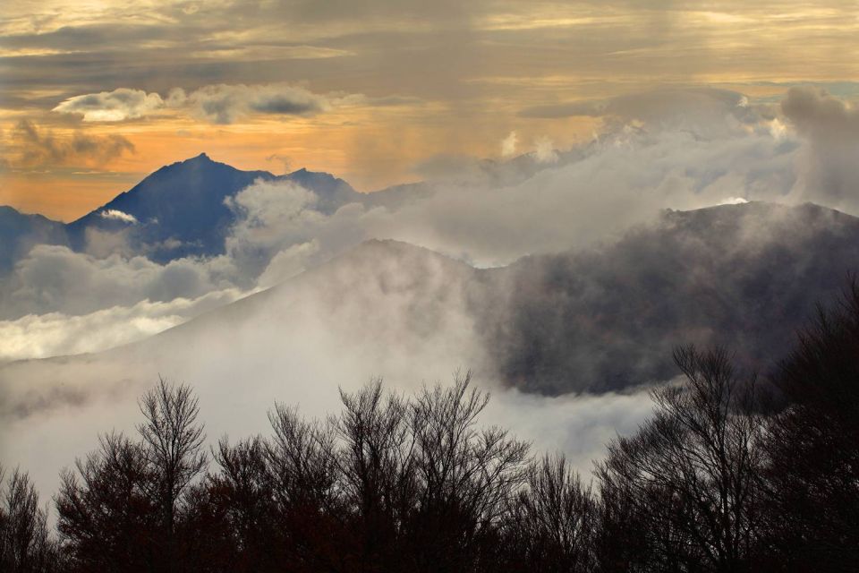 Forêt du San Petrone