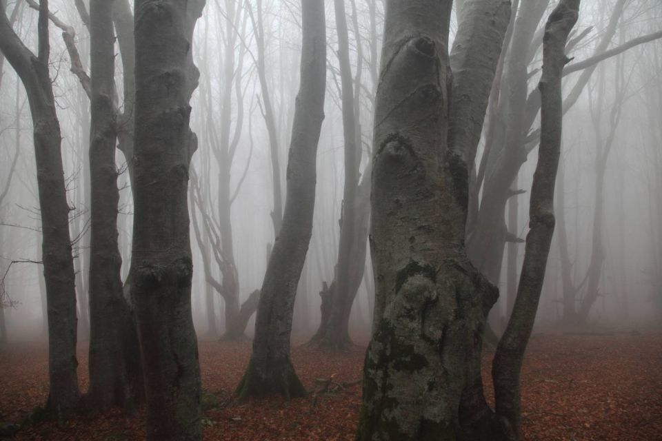 Hêtres dans la brume à Vizzavona - 1