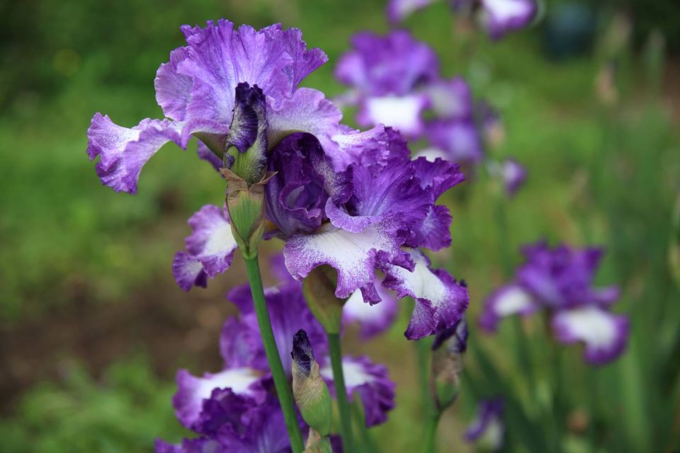 Iris mauve