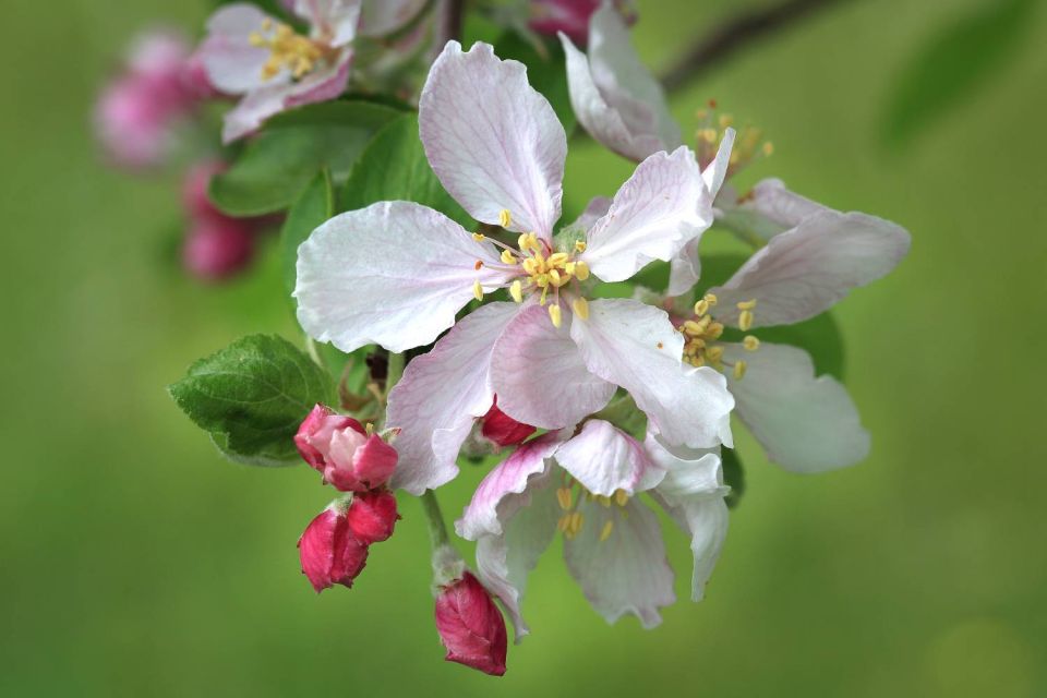 Fleur de Pommier au JBF