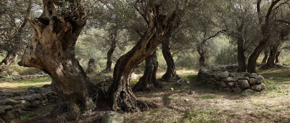 Oliviers à Nessa