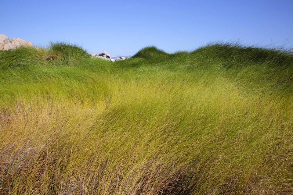 Hautes herbes aux Lavezzi