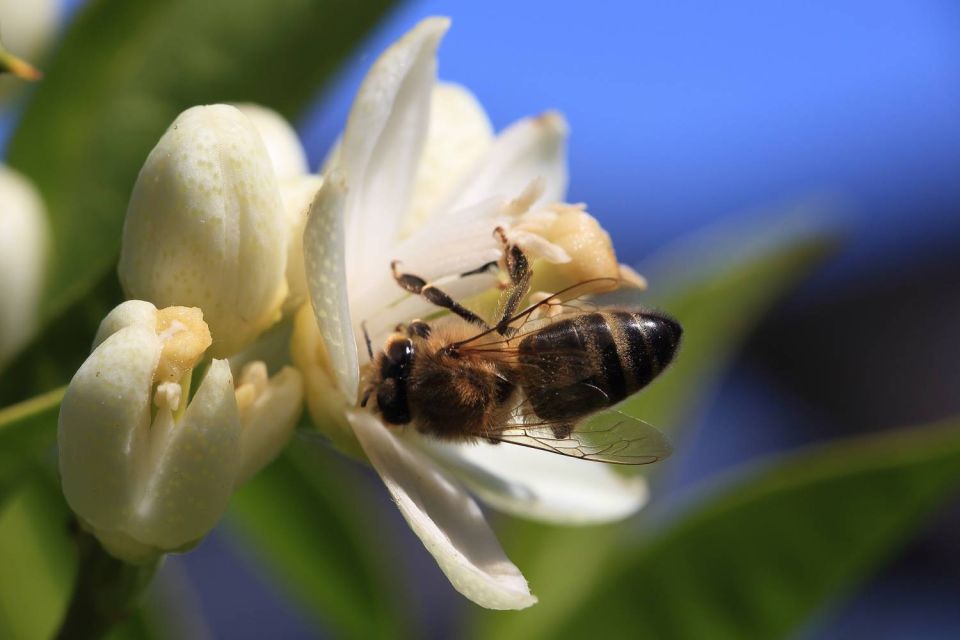 Abeille butine citronnier